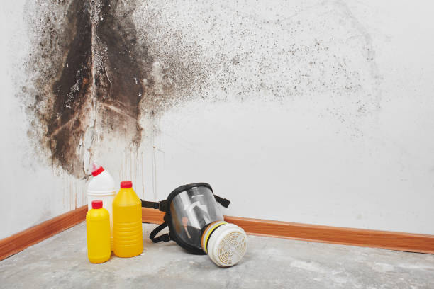 Best Residential Mold Removal  in Apalachin, NY