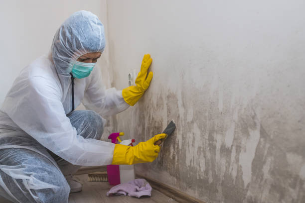 Best Mold Damage Repair  in Apalachin, NY