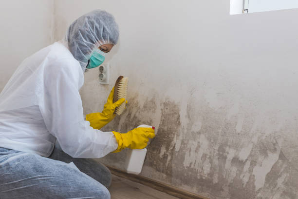 Best Attic Mold Removal  in Apalachin, NY