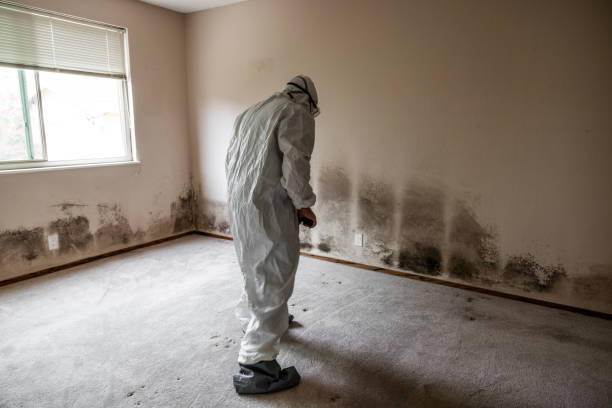 Professional Mold Removal in Apalachin, NY