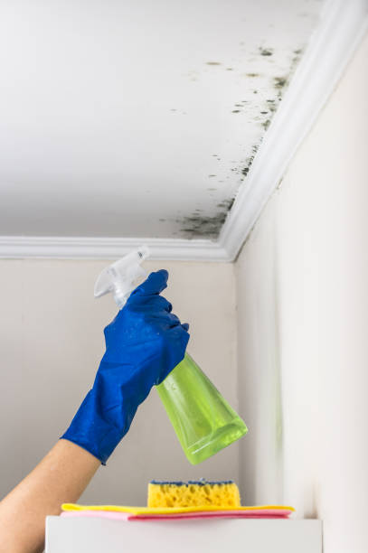 Best Mold Remediation Experts  in Apalachin, NY