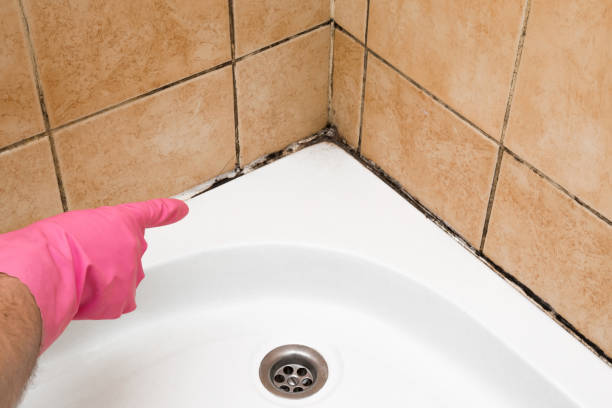 Best Toxic Mold Removal  in Apalachin, NY